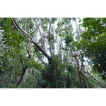 Sony E 15mm f/1.4 G Lens