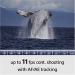 Sony a6100 Mirrorless Camera with 16-50mm Lens