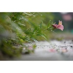 Sony a6100 Mirrorless Camera