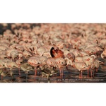 Sony FE 200-600mm f/5.6-6.3 G OSS Lens