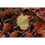 Sony FE 50mm f/1.4 GM Lens (Sony E)