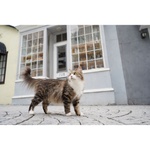 Sony FE 28-60mm f/4-5.6 Le